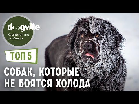 ТОП 5 Пород собак, которым НЕ СТРАШЕН мороз