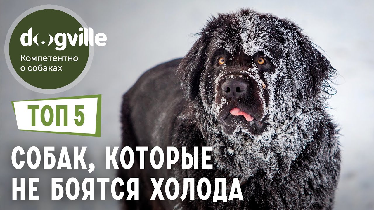 породы собак для тех, кто боится