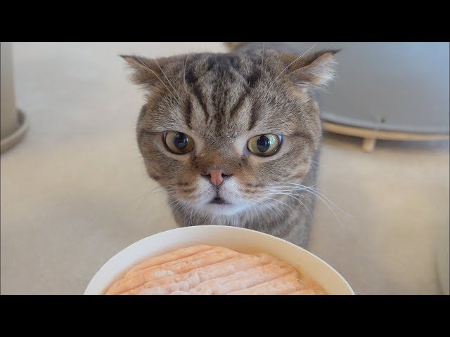 고양이가 세상에서 가장 독한 치즈 냄새를 맡으면 생기는 일
