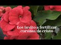 Los invito a fertilizar coronas de cristo