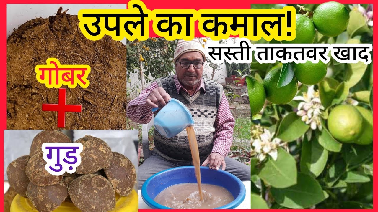 गोबर के उपले से शक्तिशाली खाद कैसे बनाएं! दोगुनी उपज का देसी फार्मूला 