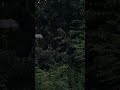 Chickens roosting in tree near house #wildlife #chicken #hens #chickens #roosting #animalshorts