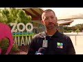 Crocodile found in Key Largo with spear lodged in head rescued, taken to Zoo Miami for care