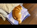 クリーニング直前の毛布を見つけて密かに楽しんでいる柴犬