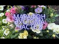 МАРАФОН ПО ЭУСТОМЕ   новая подкормка на быстрый рост эустомы ЧАСТЬ 6