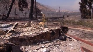California wildfire destroys almost 100 homes