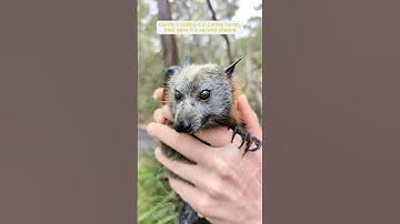 This family rescued a young bat from drowning and then this happened