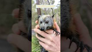 This Family Rescued A Young Bat From Drowning And Then This Happened