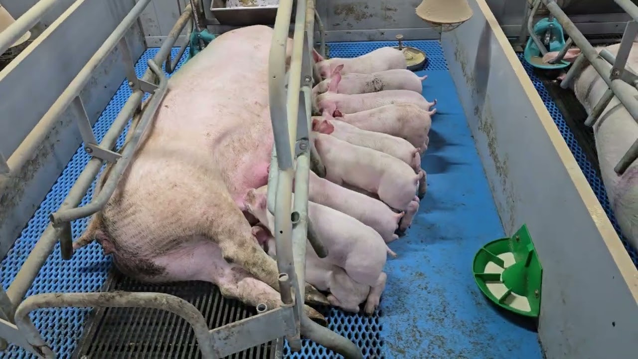 21일 포유 복체중 90kg 멋지다~~!!