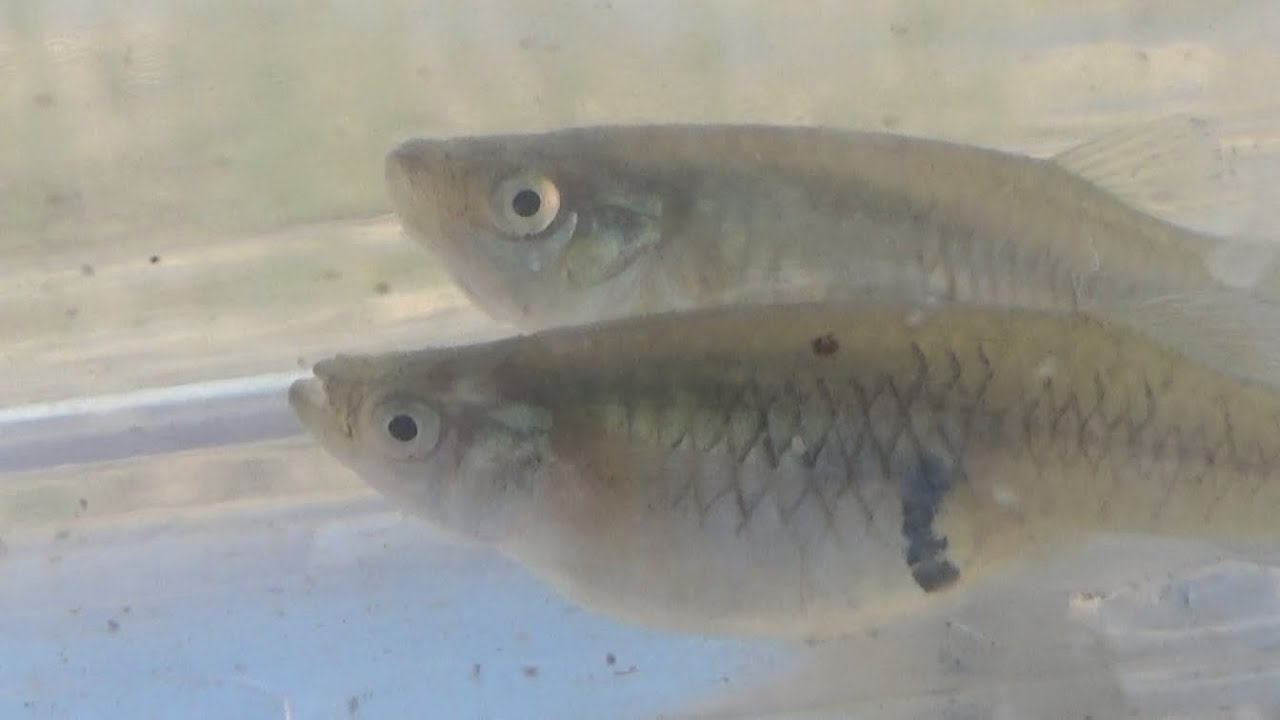 Pez mosquito (Gambusia affinis). ¡ALERTA, especie invasora! GONZALO.