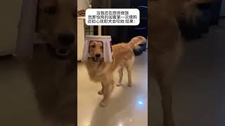 Relaxing Golden Retriever Welcomes You to Dog Education Journey