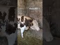 Kg TAHMİNİ ALALIM BUYURUN