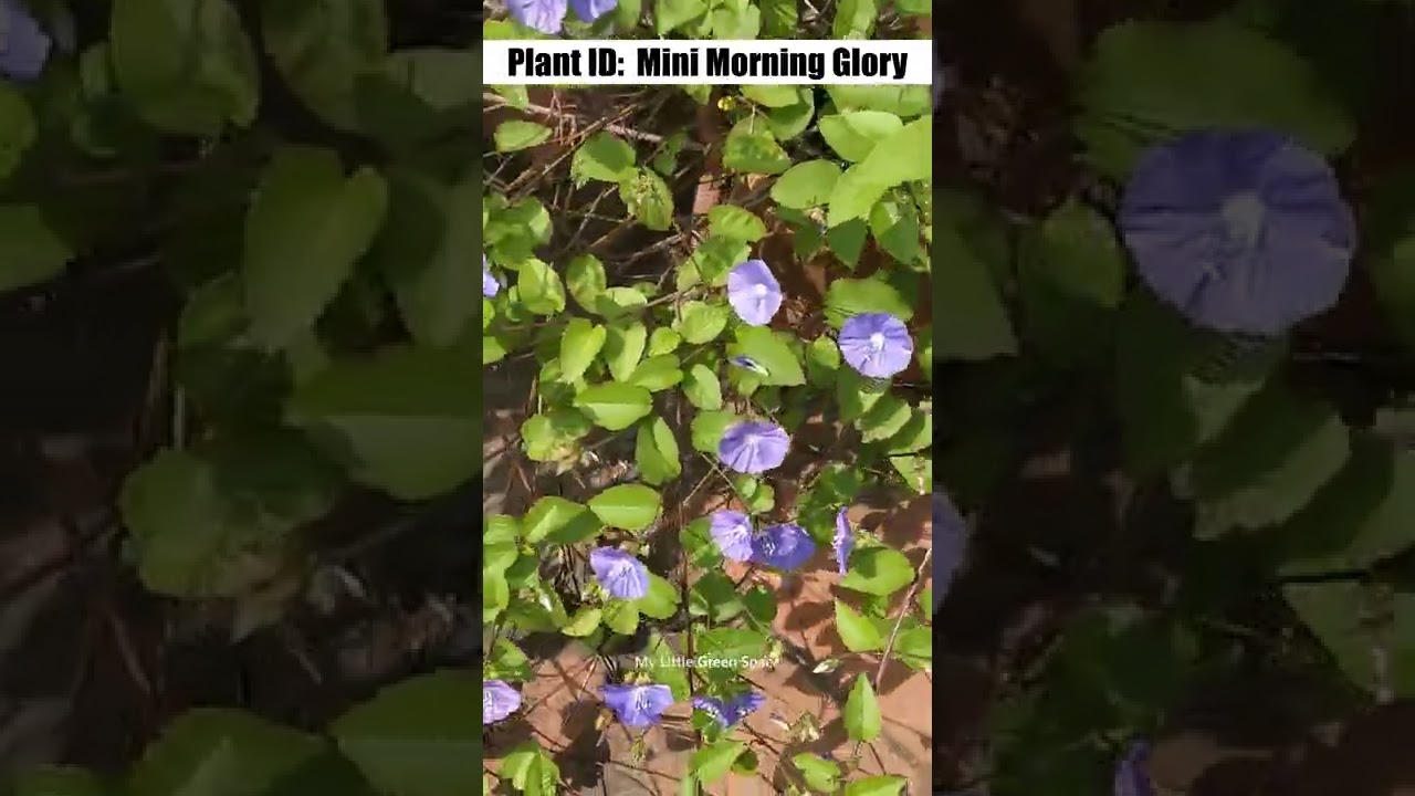 Mini morning glory | 