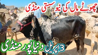 Duniya Pur Cow Mandi 2026 Fresh Latest Update | Cholistani Ablak Sahiwal Brahman Bachre Qurbani 2026