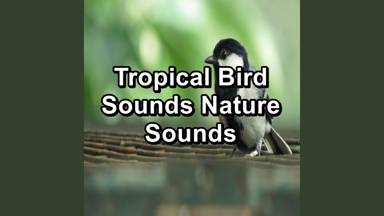 Relaxing Bird Sounds Stress Relief To Loop for 10 Hours - YouTube