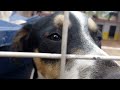 Pets do cãodominio #cãodominio #animaisdeestimaçao