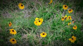 Texas Wildflowers Spring 2017