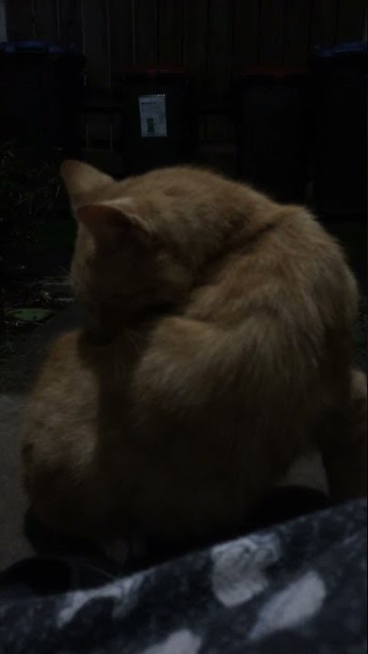 cats eating mice 12 Sep 2021 #catshark