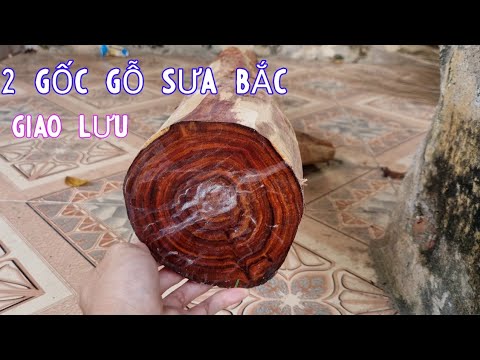 Video 2 Gốc Gỗ Sưa Bắc Chất Đỏ Tím Đen Vân Đẹp Giao Lưu Lấy... - youtube