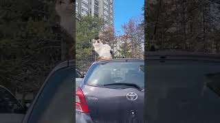 Kontes Kedican Şfet