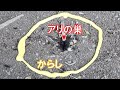 アリの巣穴をからしで囲んだ結果...