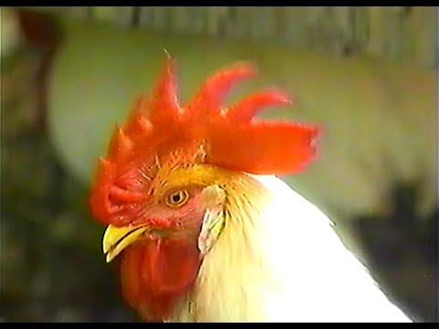 【名古屋・中京ローカルCM】  アダプトゲン製薬（2003年）