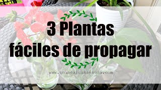 Tres plantas fáciles de propagar - Una mexicana en USA -