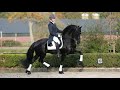 CUERVO / Potro #Friesian 🇳🇱 Categoría  Ster - Club Ecuestre SM -