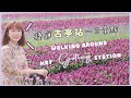 Walking Around MRT Guting Station Surrounded By Sea Of Violet Flowers Along Guting Riverside Park Walking Around MRT Guting Station Surrounded By Sea Of Violet Flowers Along Guting Riverside Park
