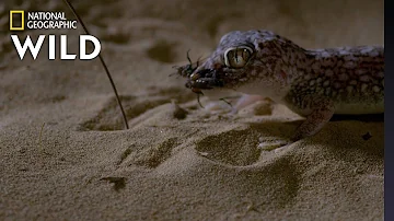 Sand Fish v. Gecko | Dead By Dawn