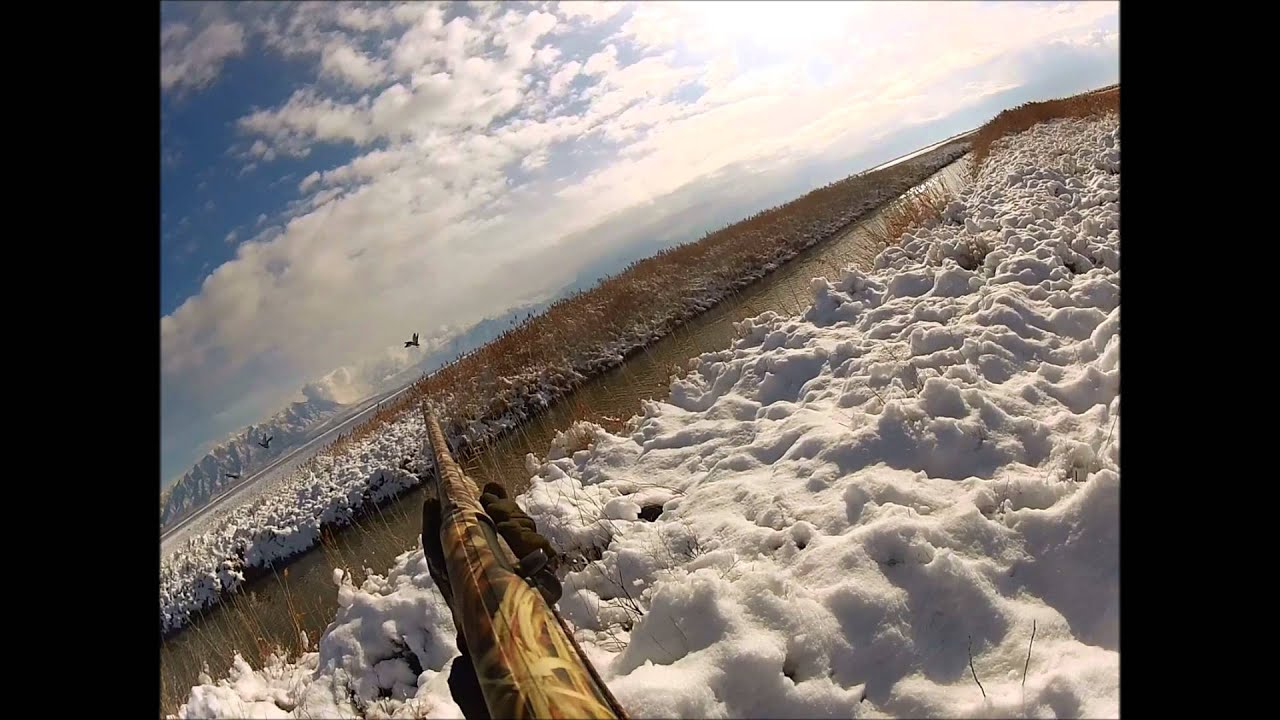 Jump Shooting Ducks YouTube