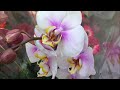 Свежий завоз орхидей в Леруа Мерлен 10 июня 2020 г. Дождались!!!!!!))))))))