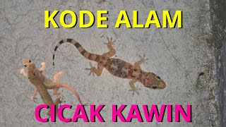 EREK  EREK CICAK KAWIN 2D 3D 4D | KODE ALAM CICAK | TAFSIR MIMPI CICAK