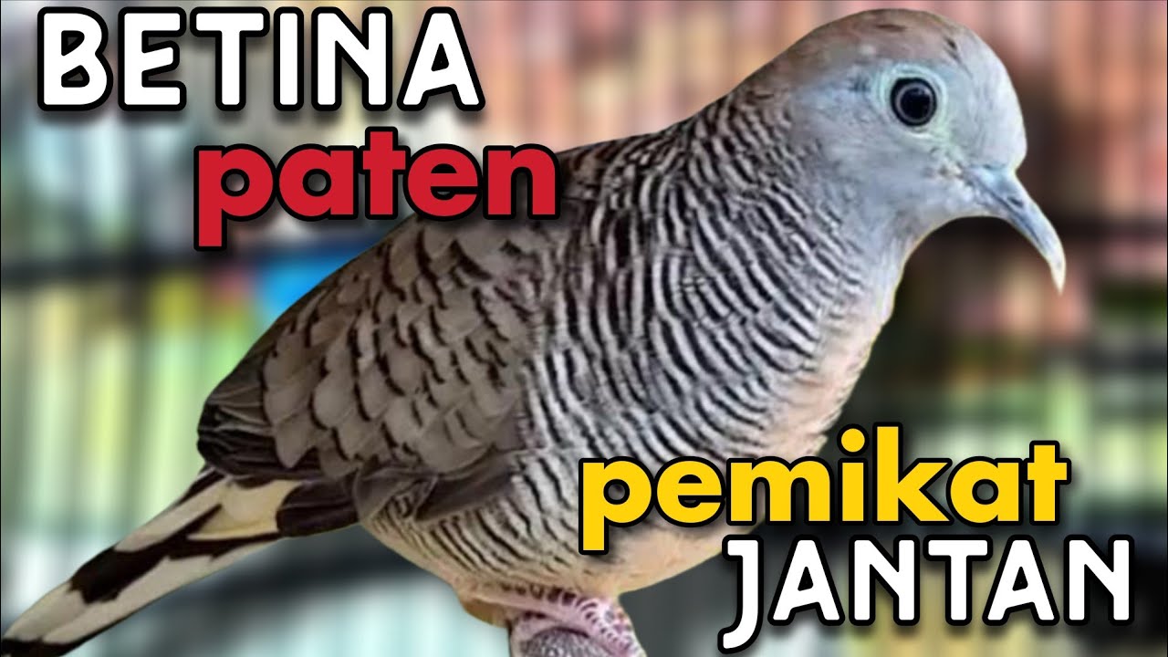 Perkutut betina memanggil jantan pasti seketika nyaut