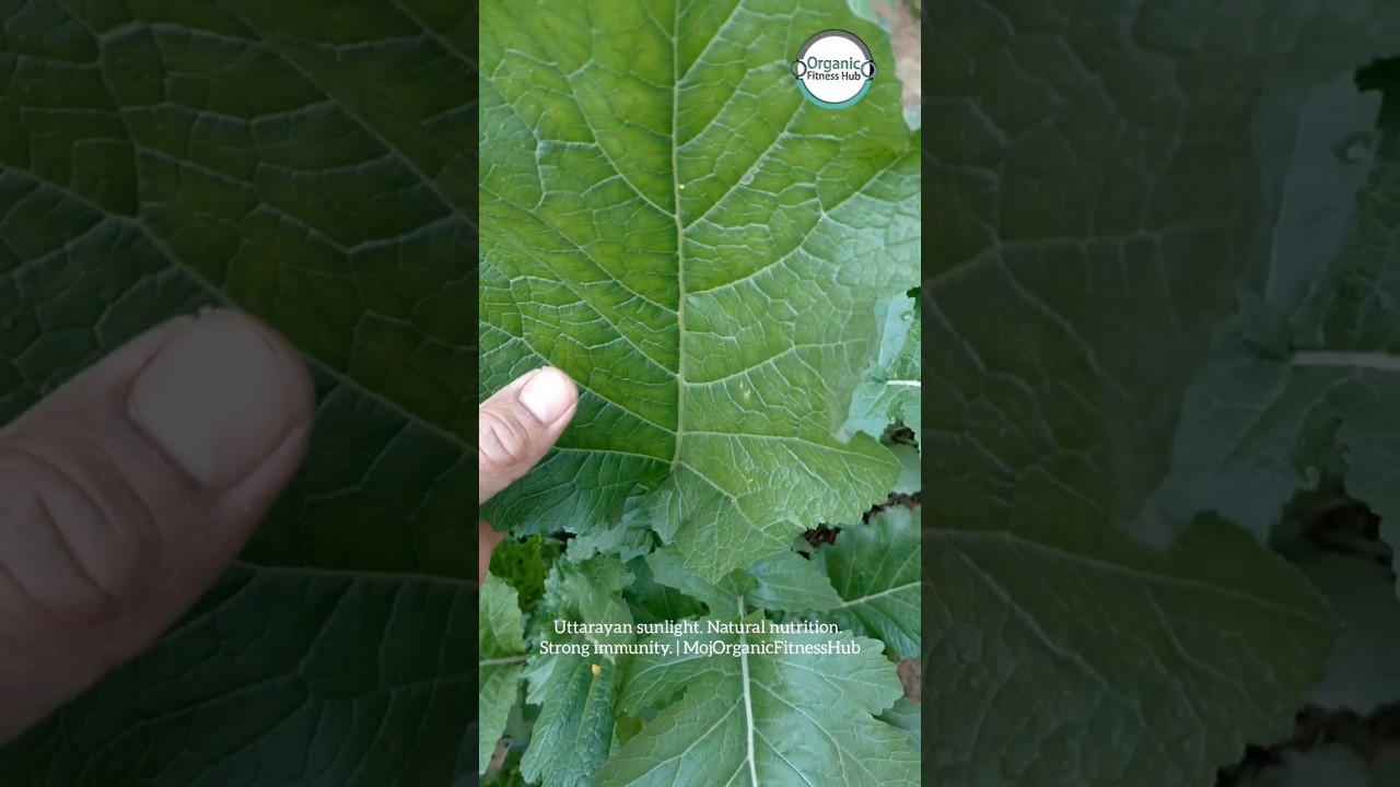 Natural shine 🌿 Fertilizer-free sarson leaves from our farm | Real nutrition 💪 