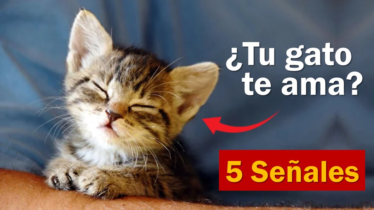 5 Señales Ocultas de que tu Gato te AMA (La #2 te Sorprenderá)