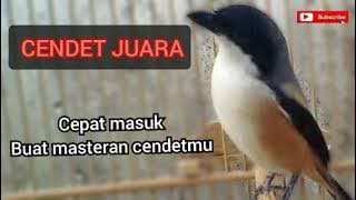 MASTERAN CENDET JUARA 1JAM||PANCINGAN CENDET||JENIH MUDAH MASUK