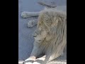 Ребёнок жалеет ЛЬВА КАЯ   #shorts #животные  #animals #Super #wild #wildanimals #lion #лев #львы