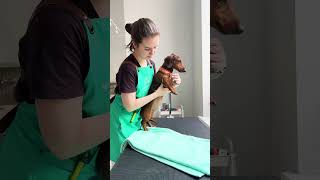 Thumbnail for ЭЛИ СТАЛА ЛЫСОЙ?😲🙈🐾