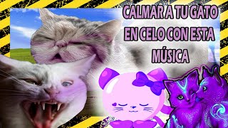 COMO TIENES que calmar a tu GATA cuando esta en celo con MÚSICA (super efectivo DEMOSTRADO)