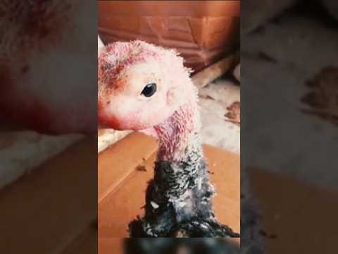 علاج انتفاخ وورم وجة الرومي