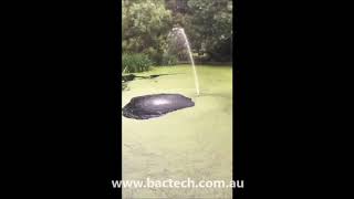 BacTech algae control 2018