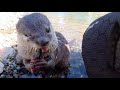 Aty became to catch fish in the river as a matter of course [Otter life Day 230]【カワウソアティとにゃん先輩】