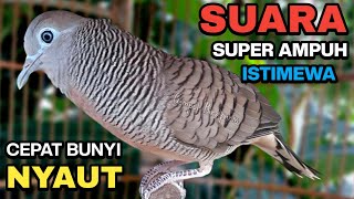 Perkutut Lokal Gacor Suara Besar Pancingan Burung Perkutut Agar Cepat Bunyi.
