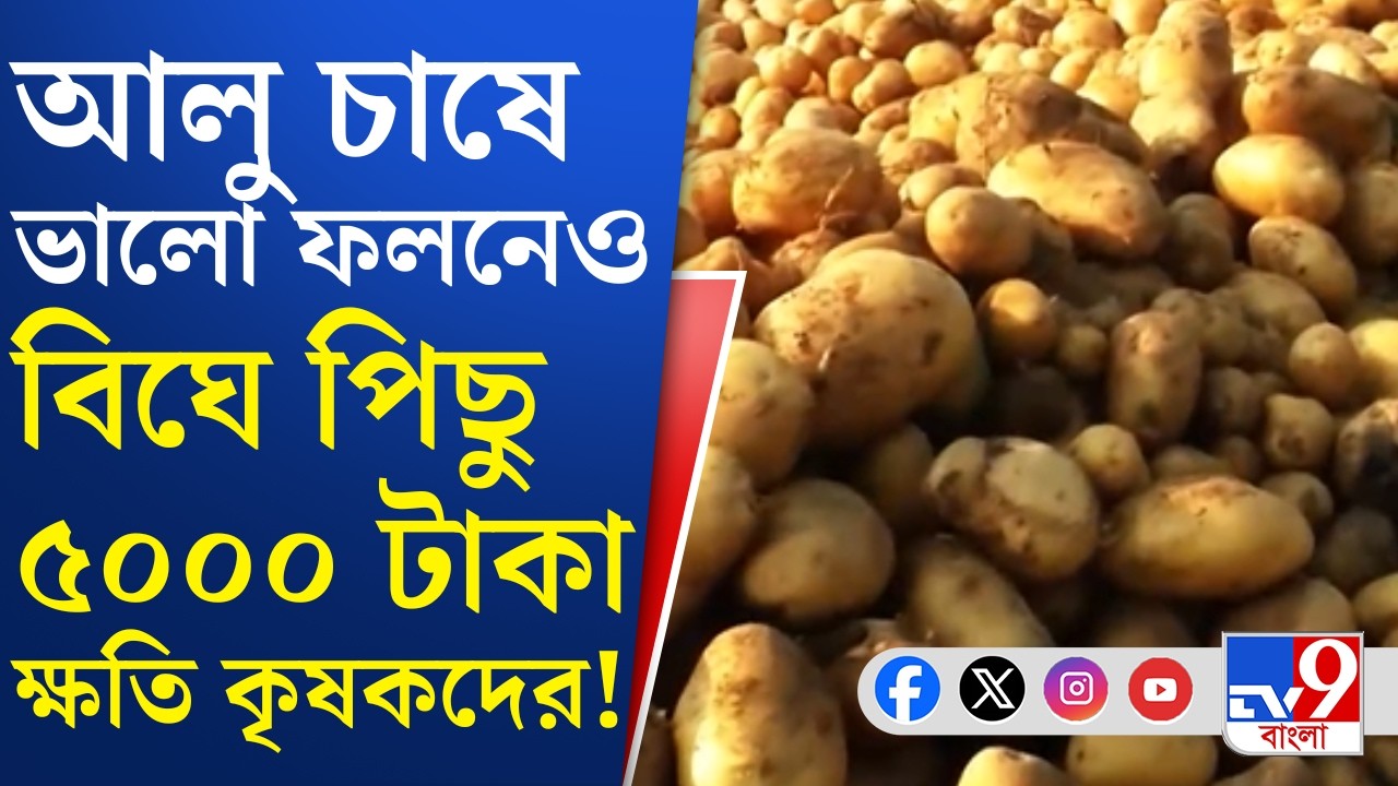 Potato Farming Loss: রফতানি বন্ধ, ভালো ফলনেও  লোকশানের মুখে আলু চাষিরা | TV9 Bangla