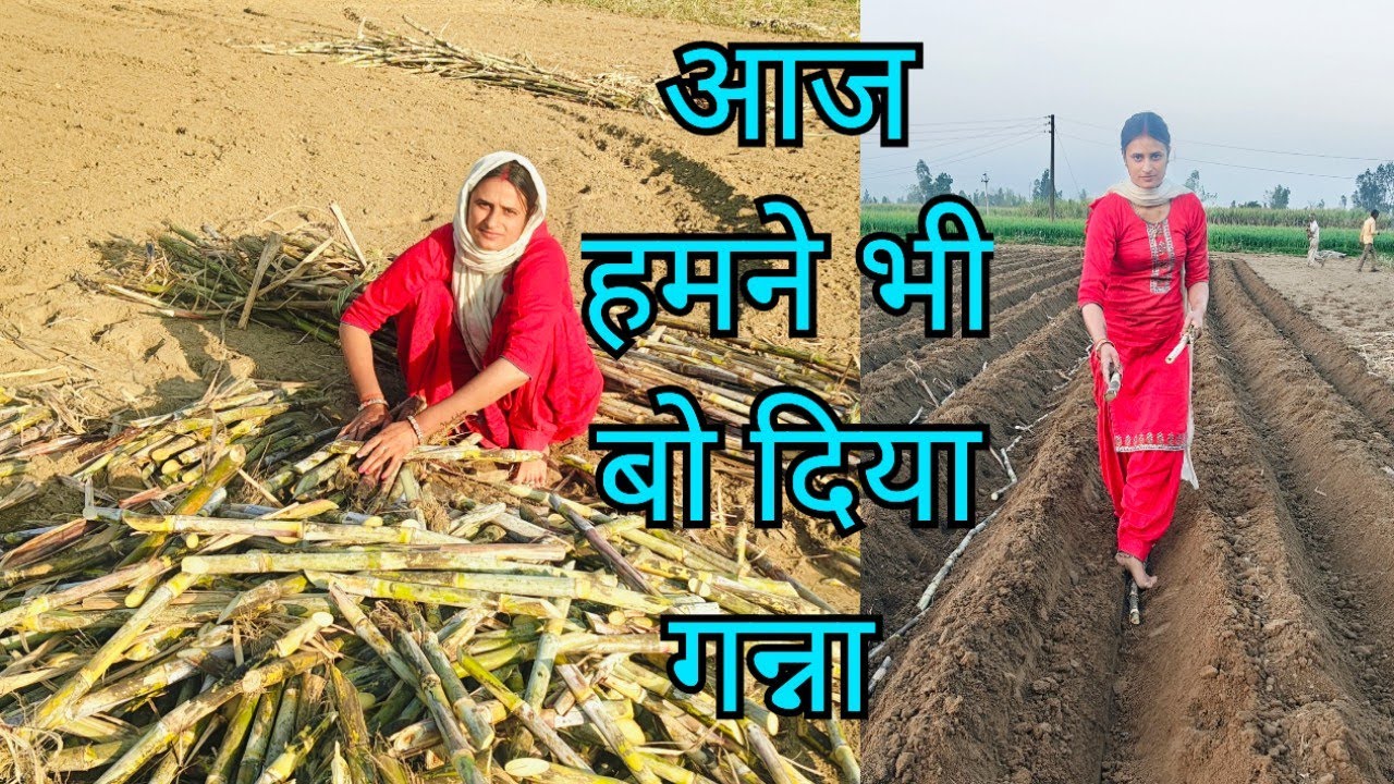 कैसे बोया जाता है गन्ना आज दिखाती है आप सभी को जो किसान परिवार से नहीं है जरूर देखे 🙏