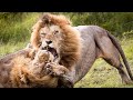 Incredible! King Lion vs King LionㅣWild Animal AttacksㅣZebra, Warthog, Buffaloㅣ사자 vs 사자 무자비한 전투