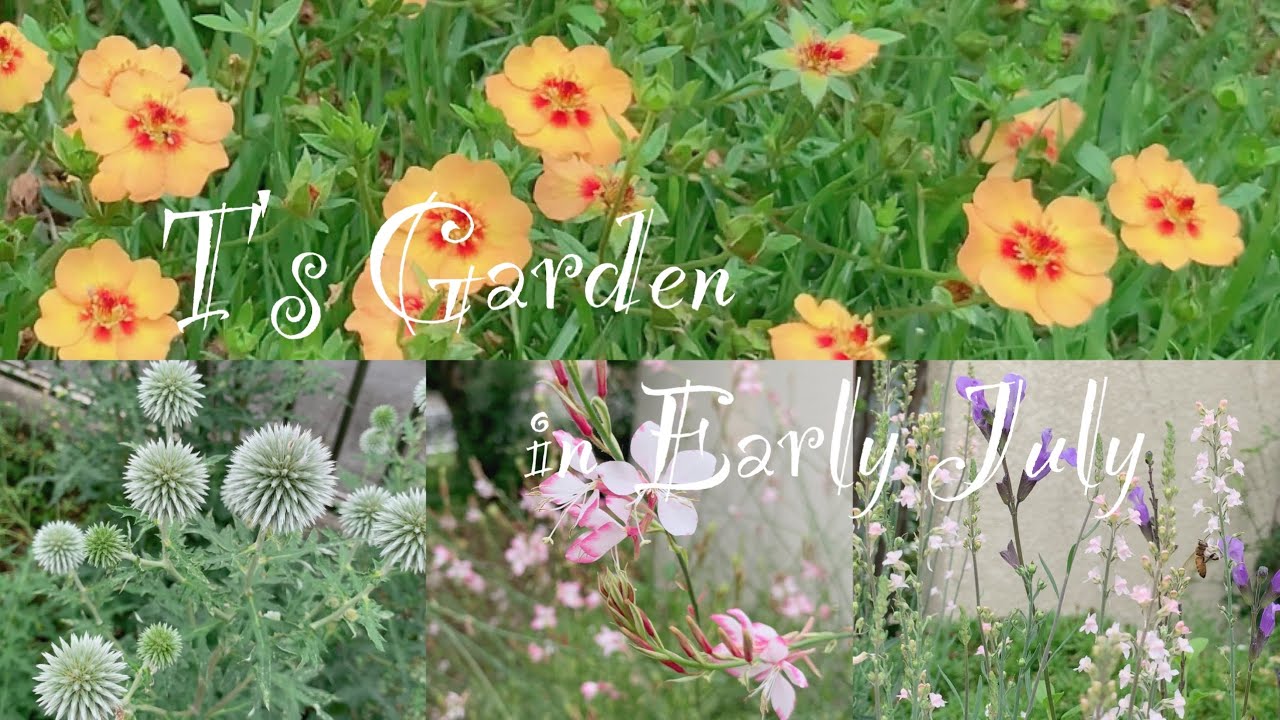 7月上旬の庭 ガーデニング 夏の花咲く庭 T S Garden Youtube