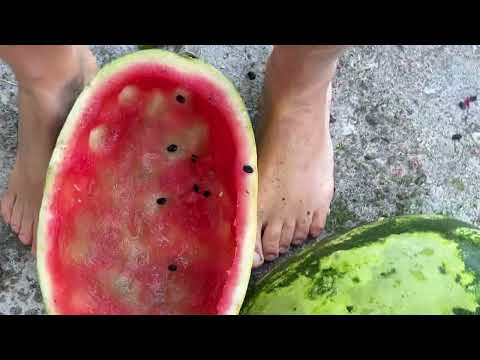 dancing barefoot on watermelon rinds