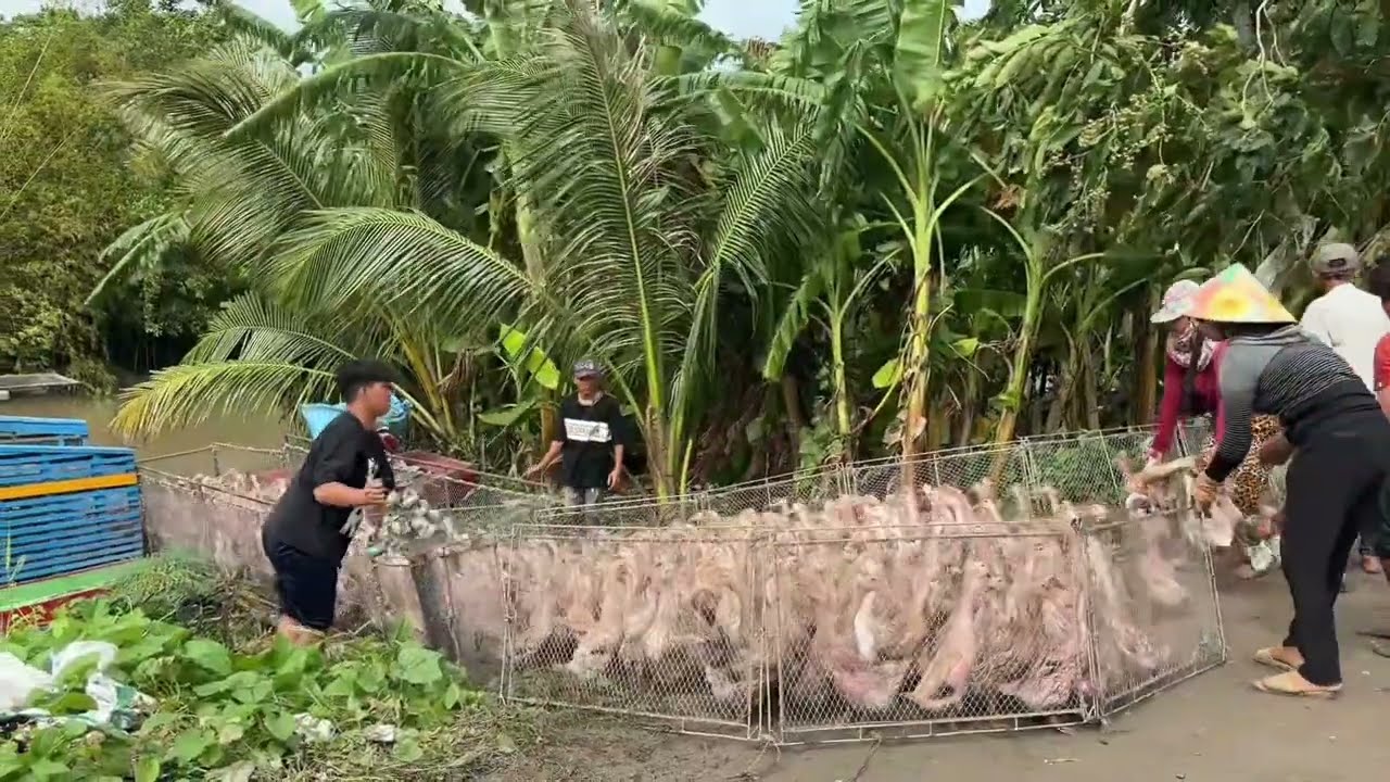 The Duck Boat – A Quiet Glimpse of Rural Life